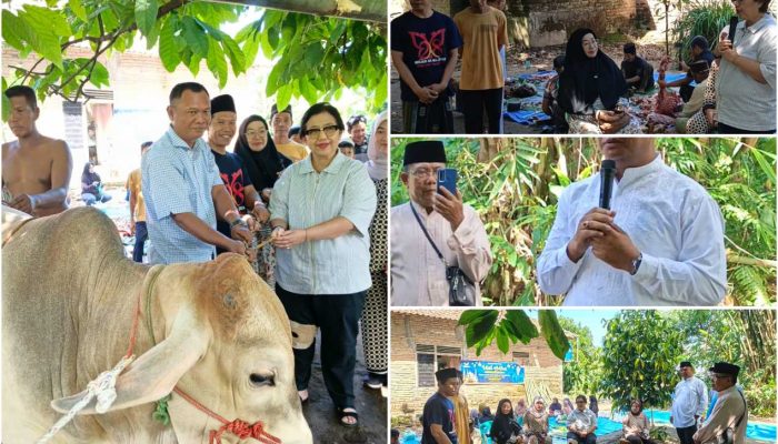 Momentum Idul Adha 1447 H, Ponpes Al Jihadul Karim Terima Penyerahan Hewan Kurban dari Donatur dan Anggota DPR RI