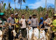 Dukung Ketahanan Pangan, Polsek BP Peliung Gelar Panen Raya Jagung di Lahan Binaan Desa Saung Dadi