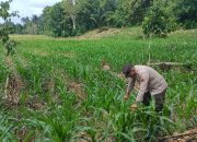 Polisi Rutin Pantau Lahan Jagung, Wujud Dukungan Nyata Ketahanan Pangan di OKU Timur