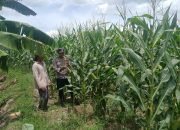 Kanit Bimas Polsek BP Peliung Tinjau Pertumbuhan Jagung di Desa Saung, Dorong Optimalisasi Lahan Produktif
