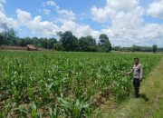 Pantau Lahan Jagung di Negeri Agung, Kanit Bimas Polsek BP Peliung Perkuat Dukungan terhadap Program Ketahanan Pangan