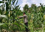 Kasium Polsek BP Peliung Monitoring Lahan Jagung di Bantan Pelita, Pastikan Program Ketahanan Pangan Berjalan Optimal