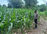 Monitoring Rutin Lahan Jagung, Kanit Bimas Polsek BP Peliung Perkuat Sinergi Ketahanan Pangan di Desa Bandar Jaya
