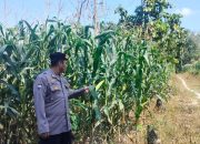 Brigpol Willy Tinjau Lahan Jagung di Banu Mas, Polsek BP Peliung Konsisten Dukung Ketahanan Pangan Nasional