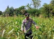 Kanit Bimas Polsek BP Peliung Pantau Lahan Jagung di Pulau Negara, Pastikan Program Ketahanan Pangan Berkelanjutan