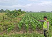 Personel Polsek Belitang II Tinjau Lahan Jagung Milik Petani di Sumber Harapan, Dukung Ketahanan Pangan Daerah