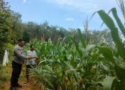 AIPTU Made Sudarsa Tinjau Lahan Jagung Warga di Belitang II, Dukung Program Ketahanan Pangan
