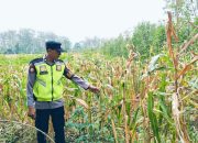 Polsek Belitang II Dorong Ketahanan Pangan Melalui Monitoring Lahan Jagung Warga