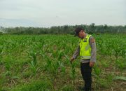 AIPDA KHAIRIL FIKRI MONITORING PROGRAM KETAHANAN PANGAN JAGUNG DI DESA KEMUNING JAYA
