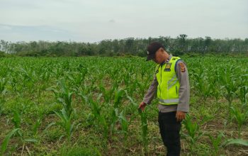AIPDA KHAIRIL FIKRI MONITORING PROGRAM KETAHANAN PANGAN JAGUNG DI DESA KEMUNING JAYA