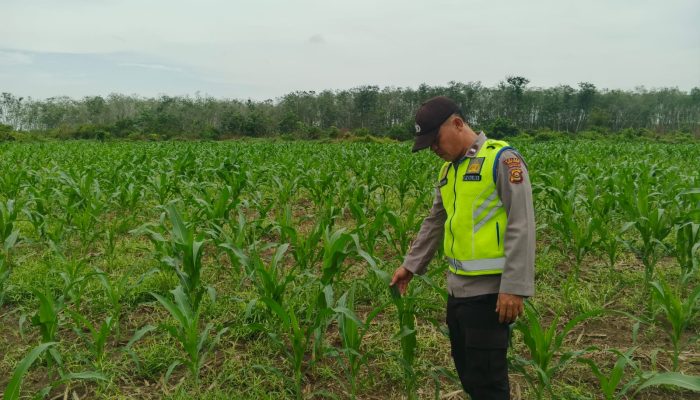 AIPDA KHAIRIL FIKRI MONITORING PROGRAM KETAHANAN PANGAN JAGUNG DI DESA KEMUNING JAYA