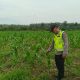 AIPDA KHAIRIL FIKRI MONITORING PROGRAM KETAHANAN PANGAN JAGUNG DI DESA KEMUNING JAYA