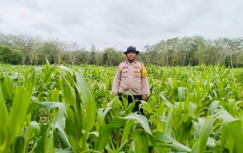 Polsek Belitang II Pantau Program Ketahanan Pangan, Pastikan Produktivitas Lahan Warga Berjalan Baik