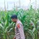 Kanit Bimas Polsek BP Peliung Pantau Lahan Jagung, Dorong Optimalisasi Pertanian Masyarakat