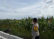 Polsek Madang Suku I Dampingi Petani Jagung, Dukung Program Ketahanan Pangan di OKU Timur