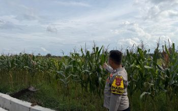 Polsek Madang Suku I Dampingi Petani Jagung, Dukung Program Ketahanan Pangan di OKU Timur
