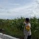 Polsek Madang Suku I Dampingi Petani Jagung, Dukung Program Ketahanan Pangan di OKU Timur