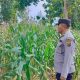 Aiptu Rusmiyadi Pantau Perkembangan Jagung di Lahan Ketahanan Pangan Polsek Buay Pemuka Peliung