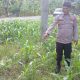 Kanit Provos Polsek Buay Pemuka Peliung Pantau Perkembangan Jagung di Lahan Ketahanan Pangan Desa Negeri Agung Jaya