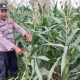 Kanit Binmas Polsek Buay Pemuka Peliung Pantau Tanaman Jagung di Lahan Ketahanan Pangan Desa Saung