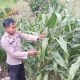Polsek Buay Pemuka Peliung Terus Pantau Lahan Jagung Ketahanan Pangan di Desa Bantan