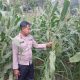 Kanit Binmas Polsek Buay Pemuka Peliung Pantau Pertumbuhan Jagung Dukung Program Ketahanan Pangan Nasional