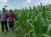Polsek Madang Suku I Dampingi Petani OKU Timur Perkuat Ketahanan Pangan Lewat Budidaya Jagung