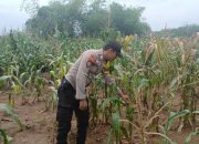 Bhabinkamtibmas Polsek BP Peliung Intensif Pantau Pertumbuhan Jagung, Wujud Dukungan Ketahanan Pangan Nasional