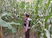 Bhabinkamtibmas Polsek BP Peliung Optimalkan Pendampingan Petani Melalui Monitoring Tanaman Jagung