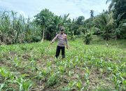 Dukung Ketahanan Pangan, Polsek BP Peliung Rutin Pantau Sinergi Pemanfaatan Lahan Kosong