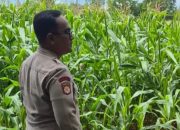 Bhabinkamtibmas Polsek BP Peliung Intensif Pantau Pertumbuhan Jagung, Wujud Dukungan Ketahanan Pangan Nasional