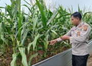 Kanit Binmas Polsek BP Peliung Intensif Pantau Lahan Jagung, Dorong Keberhasilan Program Ketahanan Pangan