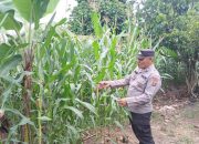 Dukung Ketahanan Pangan, Polsek BP Peliung Rutin Pantau Pertumbuhan Jagung di Lahan Percontohan