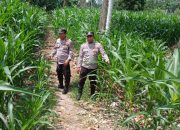 Polsek BP Peliung Intensif Pantau Pertumbuhan Jagung, Wujud Dukungan terhadap Ketahanan Pangan Nasional