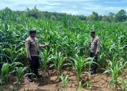 Bhabinkamtibmas Polsek BP Peliung Rutin Pantau Lahan Jagung, Wujud Dukungan Ketahanan Pangan Nasional