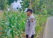 Optimalkan Lahan Kosong, Polsek BP Peliung Intensifkan Pemantauan Program Ketahanan Pangan Jagung