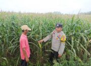 Bhabinkamtibmas Polsek Madang Suku I Tinjau Perkembangan Jagung Warga di Lubuk Harjo, Dukung Ketahanan Pangan Nasional
