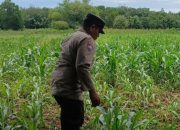 Aiptu Rusmiyadi Tinjau Lahan Jagung Binaan, Polsek BP Peliung Perkuat Ketahanan Pangan di Pedesaan