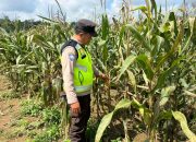 Bhabinkamtibmas Polsek BP Peliung Intensif Pantau Pertumbuhan Jagung, Dukung Ketahanan Pangan Nasional