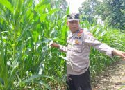 Kasium Polsek BP Peliung Tinjau Lahan Jagung di Pulau Negara, Pastikan Program Ketahanan Pangan Berjalan Optimal