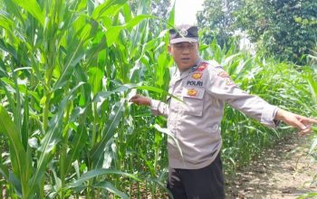 Kasium Polsek BP Peliung Tinjau Lahan Jagung di Pulau Negara, Pastikan Program Ketahanan Pangan Berjalan Optimal