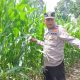 Kasium Polsek BP Peliung Tinjau Lahan Jagung di Pulau Negara, Pastikan Program Ketahanan Pangan Berjalan Optimal