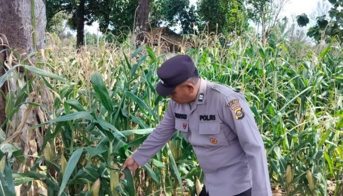 Polsek BP Peliung Optimalkan Lahan Produktif, Pertumbuhan Jagung Ketahanan Pangan Terus Dipantau