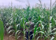 Dukung Ketahanan Pangan, Polsek BP Peliung Sulap Lahan Kosong Jadi Kebun Jagung Produktif