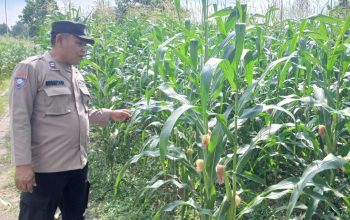Kanit Patroli Polsek BP Peliung Intensif Pantau Lahan Jagung, Wujud Dukungan terhadap Ketahanan Pangan Nasional