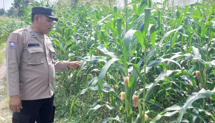 Kanit Patroli Polsek BP Peliung Intensif Pantau Lahan Jagung, Wujud Dukungan terhadap Ketahanan Pangan Nasional