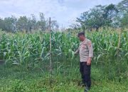 Ps Kanit Binmas Polsek Belitang II Tinjau Lahan Jagung Warga, Dukung Penguatan Ketahanan Pangan di Pedesaan