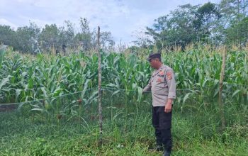 Ps Kanit Binmas Polsek Belitang II Tinjau Lahan Jagung Warga, Dukung Penguatan Ketahanan Pangan di Pedesaan