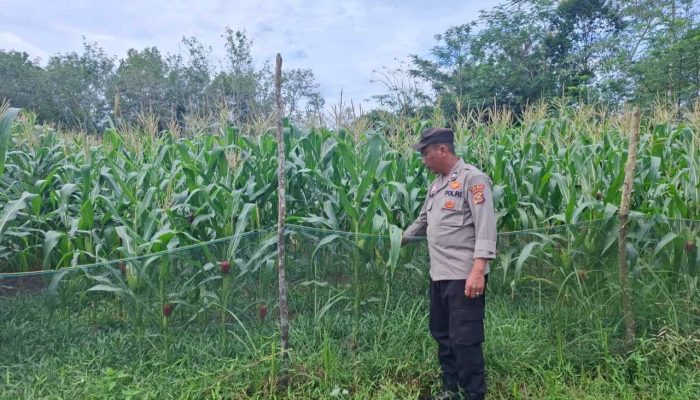 Ps Kanit Binmas Polsek Belitang II Tinjau Lahan Jagung Warga, Dukung Penguatan Ketahanan Pangan di Pedesaan