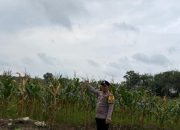 Dukung Program Ketahanan Pangan, Polsek Madang Suku I Monitoring Perkembangan Tanaman Jagung